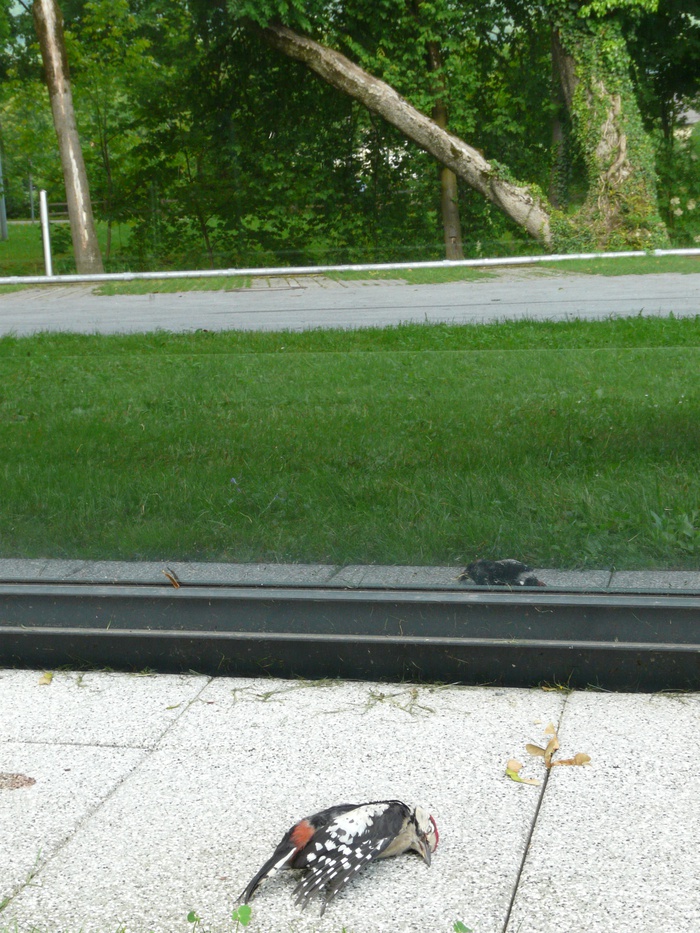 Buntspecht © LUA Salzburg Mag. Sabine Werner – Buntspecht © LUA Salzburg Mag. Sabine Werner